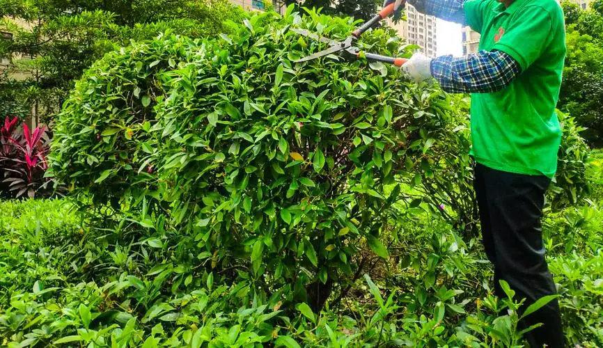 江门绿化工程企业